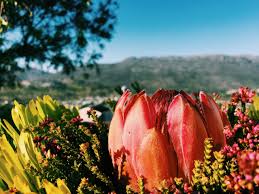 The Magic of Fynbos: Nature’s Gift to Skin Care, Body Care and Fragrances.